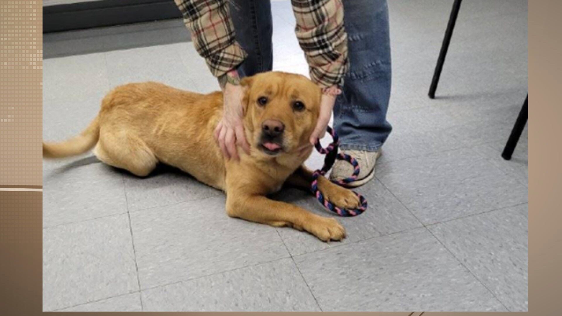 Pets of the Week: January 13, 2022